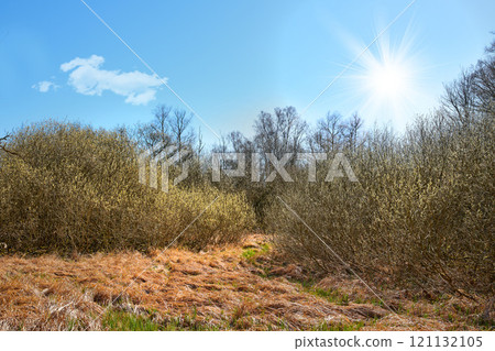 A hot day outdoors in nature with bright sunlight rising on the horizon. Beautiful landscape with brown plants and grass growing in summer at sunrise. Peaceful and scenic view of land and a blue sky 121132105