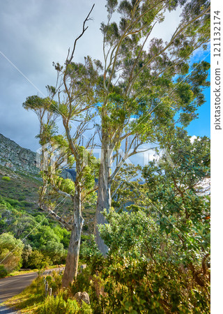 Empty hiking spot in a mountain forest with copy space. Tall green trees in nature with lots of bushes and a path through the wilderness on Table Mountain National Park, Cape Town, South Africa 121132174