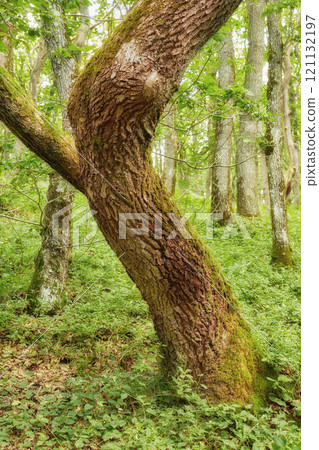 Big tree trunk covered in moss, growing in a quiet green forest. Texture and patterns of a stump in beautiful undisturbed nature, surrounded by lots of greenery and lush leaves, bushes and plants 121132197