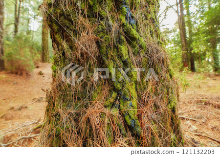 Closeup view of a mossy palm tree in a deciduous forest in Santa Cruz de La Palma, Spain. Landscape of the peaceful and tranquil woods in the mountain region of the Canary Islands in Europe 121132203