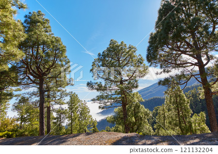 Pine forest in the mountains against a bright blue sky in Spain. Evergreen coniferous boreal woodland in rural countryside hills on a sunny day in La Palma on the Canary Islands with copy space 121132204