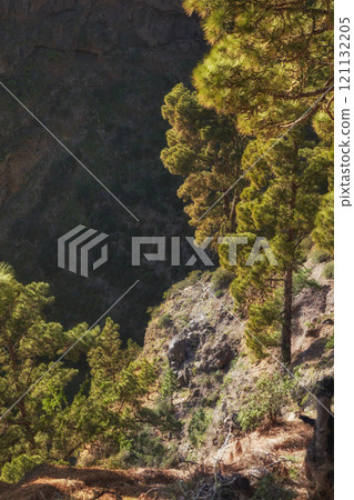 Landscape of pine forest in mountains on sunny day outside with copy space in Spain. Lush green trees in secluded woods. Peaceful isolated hiking and tourist destination in La Palma on Canary Islands 121132205