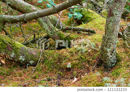 View of old dry pine trees in the forest. Fallen pine trees after a storm or strong wind leaning and damaged. Green moss or algae growing on tree trunks in a remote nature landscape in Denmark View of old dry pine trees in the forest. Fallen pine trees after a storm or strong wind leaning and damaged. Green moss or algae growing on tree trunks in a remote nature landscape in Denmark 121132233