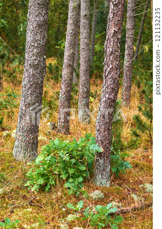 Pine trees in a wild forest in summer. Landscape of various pines, green vegetation with bushes and shrubs growing in nature or in a secluded uncultivated environment on a beautiful sunny day 121132235