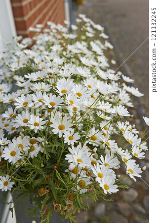 Common daisy flowers growing in a home backyard or garden in summer. Closeup of marguerite perennial flowering plants outside. Bush of beautiful white flowers blooming and sprouting in a yard Common daisy flowers growing in a home backyard or garden in summer. Closeup of marguerite perennial flowering plants outside. Bush of beautiful white flowers blooming and sprouting in a yard 121132245