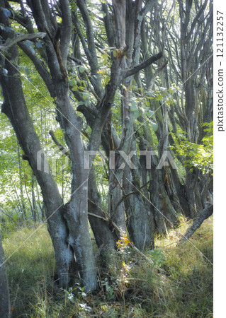 Tall trees in a wild forest in summer. A wilderness landscape of various green vegetation with bushes and shrubs growing in nature or in a secluded uncultivated environment on a beautiful sunny day Tall trees in a wild forest in summer. A wilderness landscape of various green vegetation with bushes and shrubs growing in nature or in a secluded uncultivated environment on a beautiful sunny day 121132257