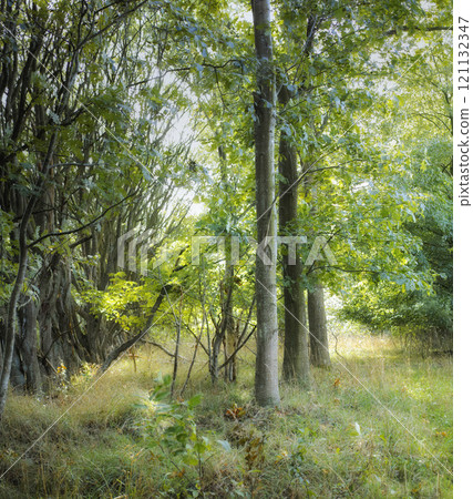 Sun shining on tall uncultivated trees in a green hardwood forest in Denmark. Soothing nature with beautiful lush green branches and bushes, perfect scenic view with hidden beauty, peace and harmony Sun shining on tall uncultivated trees in a green hardwood forest in Denmark. Soothing nature with beautiful lush green branches and bushes, perfect scenic view with hidden beauty, peace and harmony 121132347
