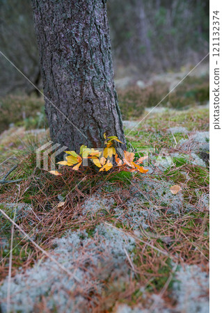 Yellow leaves growing against a tree stump on quiet forest ground. Beautiful colors show a change of season in soothing, silent park. Harmony in nature and peaceful zen hidden in details of the woods Yellow leaves growing against a tree stump on quiet forest ground. Beautiful colors show a change of season in soothing, silent park. Harmony in nature and peaceful zen hidden in details of the woods 121132374