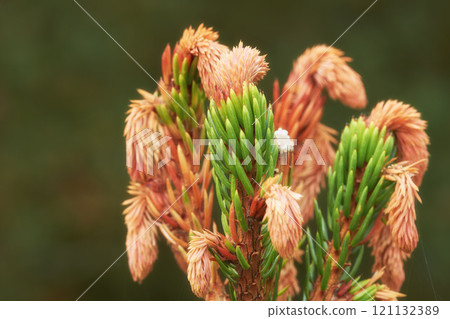 Closeup of new budding pine tree needles growing on fir or cedar trees, isolated against a bokeh background with copy space. Remote resin coniferous forest in nature getting ready for harvest season Closeup of new budding pine tree needles growing on fir or cedar trees, isolated against a bokeh background with copy space. Remote resin coniferous forest in nature getting ready for harvest season 121132389