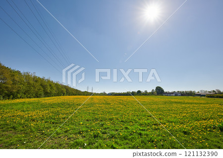 Landscape of yellow flowers blooming in a beautiful open spring field under clear blue sky copy space. Vibrant perennial plants thriving in nature. Natural and vast plant of lush green foliage Landscape of yellow flowers blooming in a beautiful open spring field under clear blue sky copy space. Vibrant perennial plants thriving in nature. Natural and vast plant of lush green foliage 121132390