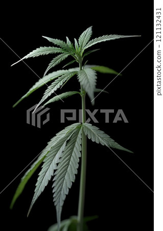 Herbal growth: green cannabis plant captured in detail, emphasizing its natural beauty, unique characteristics, representing evolving perception of cannabis in modern horticulture, health industries. 121132431
