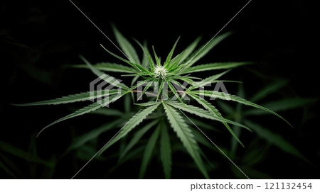 Herbal growth: green cannabis plant captured in detail, emphasizing its natural beauty, unique characteristics, representing evolving perception of cannabis in modern horticulture, health industries. 121132454