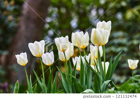 Closeup of beautiful white Tulips growing in a forest in a sunny area. Zoom in on petals of a fresh bunch of flowers, at harmony with nature in a soothing, calm garden. Peace of a quiet, zen woods 121132474