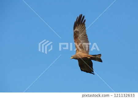 A kite bird of prey flying over the terrain in search of food 121132633