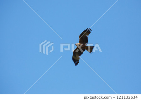 A kite bird of prey flying over the terrain in search of food 121132634