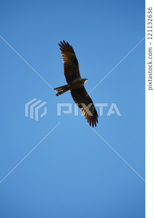 A kite bird of prey flying over the terrain in search of food A kite bird of prey flying over the terrain in search of food 121132636