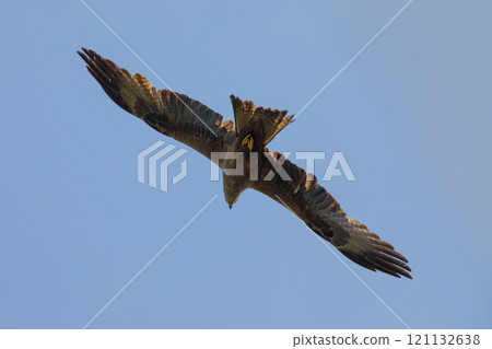 A kite bird of prey seen from below with its wings spread out A kite bird of prey seen from below with its wings spread out 121132638