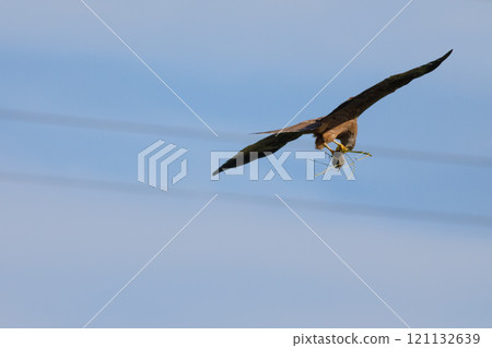 A kite bird of prey with a freshly caught mouse in its claws A kite bird of prey with a freshly caught mouse in its claws 121132639
