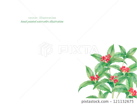 紅花果水彩手繪插畫 紅花果水彩手繪插畫 121132675