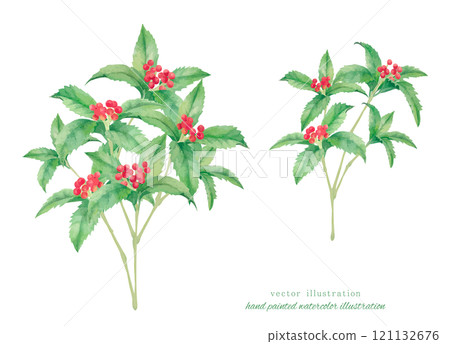 紅花果水彩手繪插畫 紅花果水彩手繪插畫 121132676