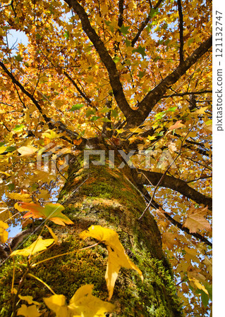 被秋葉包圍的武田佐藤 121132747