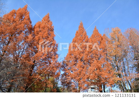 四季森林的紅葉（愛知縣小牧市） 121133131