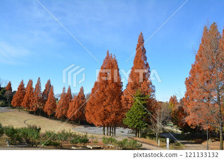 Autumn leaves in Shiki no Mori (Komaki City, Aichi Prefecture) 121133132