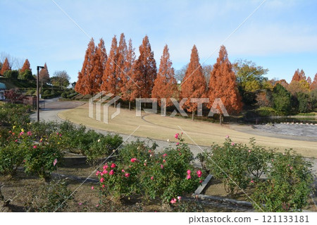 Autumn leaves in Shiki no Mori (Komaki City, Aichi Prefecture) 121133181