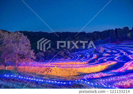 (Chiba Prefecture) Oyama Senmaida Illumination: Lights of the Rice Terraces 121133214