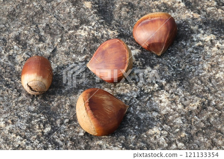 Acorn that fell to the ground 121133354