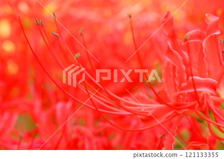 red spider lily 121133355