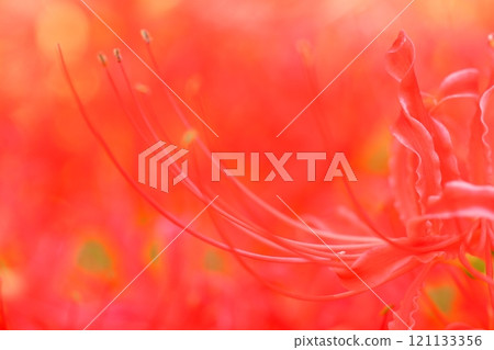 red spider lily 121133356