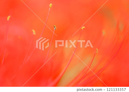 red spider lily 121133357