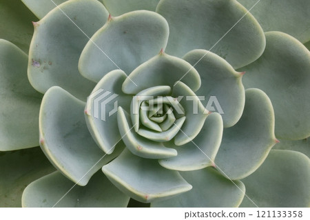 Green leaves of succulent plants 121133358