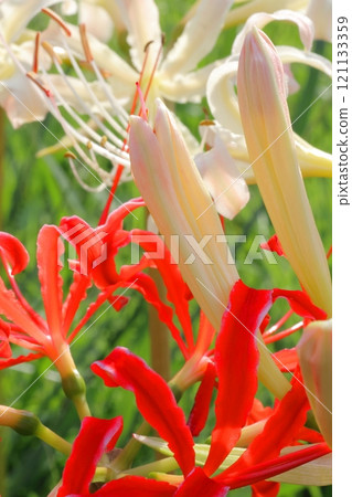 Red and white cluster amaryllis 121133359