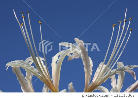 White spider lilies stretching towards the blue sky 121133362