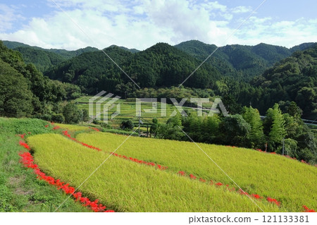 在水稻梯田中綻放的簇狀孤挺花 在水稻梯田中綻放的簇狀孤挺花 121133381