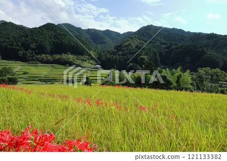 Higanki花和稻田 121133382