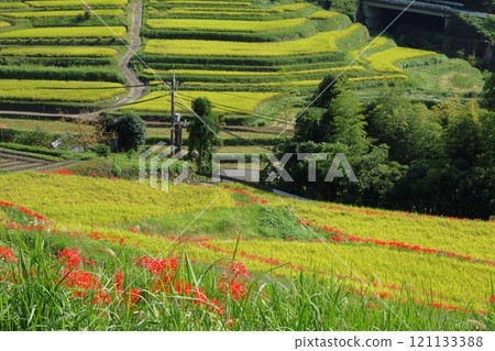 A cluster amaryllis that blooms in rice terraces A cluster amaryllis that blooms in rice terraces 121133388