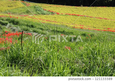 A cluster amaryllis that blooms at the ridges of rice fields 121133389