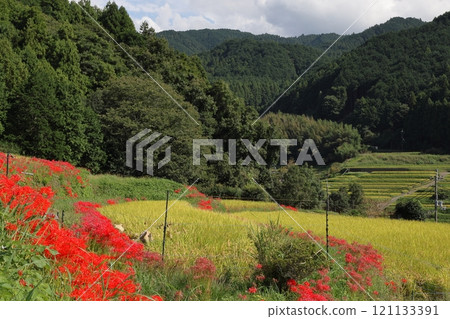 red spider lily 121133391