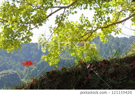 Higanki flower and tree 121133420