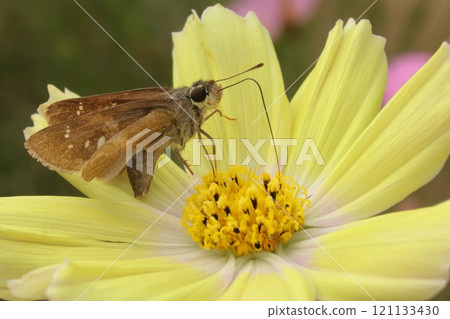 A moth sucking nectar from a cosmos flower 121133430