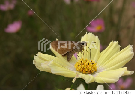A moth sucking nectar from a cosmos flower A moth sucking nectar from a cosmos flower 121133433