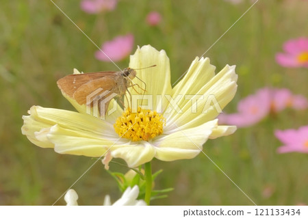 A moth sucking nectar from a cosmos flower 121133434