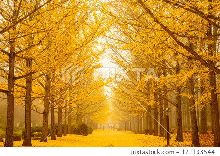 金色的世界 121133544