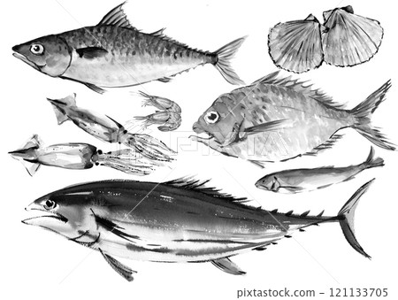 A set of various fish drawn by hand with ink, monotone illustration, transparent background, white background 121133705