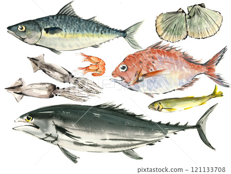 A set of various fish drawn in watercolors [hand-drawn illustration] material on a white background, transparent background 121133708