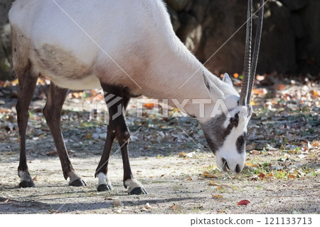 阿拉伯Orix 121133713