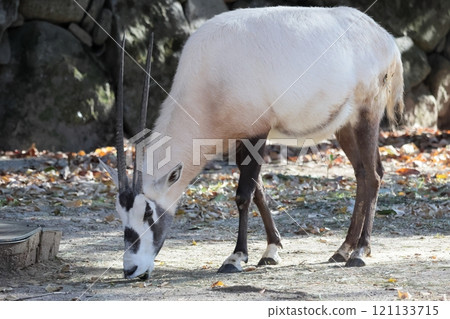 Arabian Orix Arabian Orix 121133715